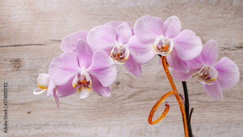 Beautiful delicate orchid flowers shot in soft light