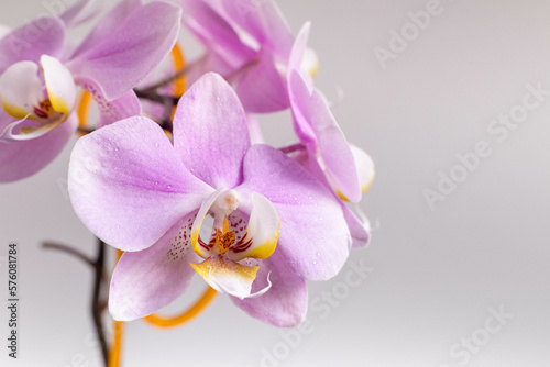Beautiful delicate orchid flowers shot in soft light