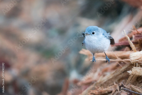 GUADALAJARA, JALISCO / MEXICO - FEBRUARY 19, 2021.
A blue-gray gnatcatcher (Polioptila caerulea) with a fly it just caught. Location: Bosque Los Colomos. photo