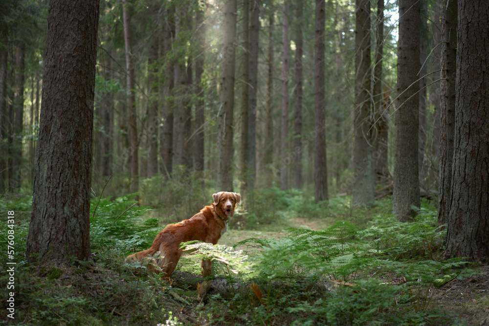 Red dog in the green forest. Hiking with a pet. Nova Scotia Duck Tolling Retriever in nature