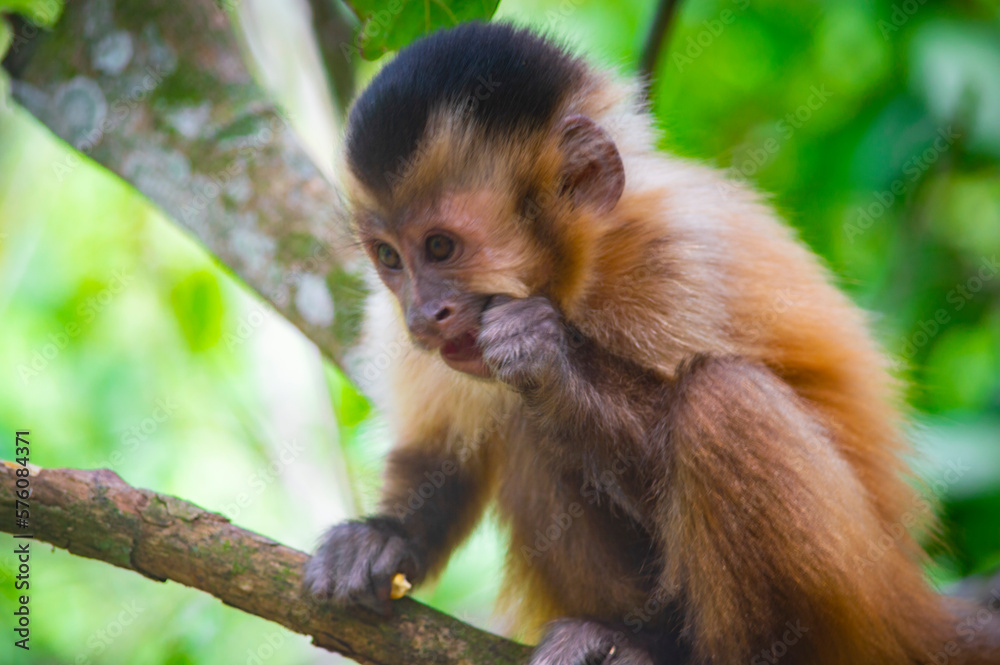 macaco prego - monkey macaco prego - monkey