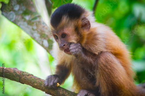 macaco prego - monkey 