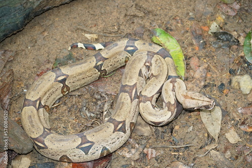 Boa Constrictor snake, wildlife in Amazon rainforest. Near Novo Airao, Amazonas state, Brazil, South America. photo