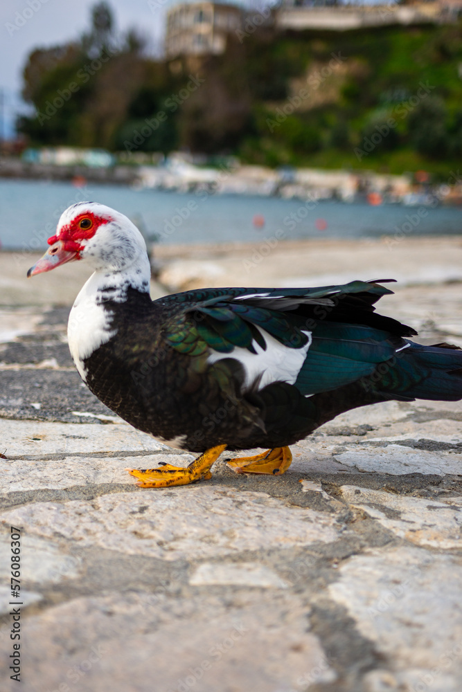 Beautiful Gooses in kerkyra, corfu island, Greece Beautiful Gooses in kerkyra, corfu island, Greece