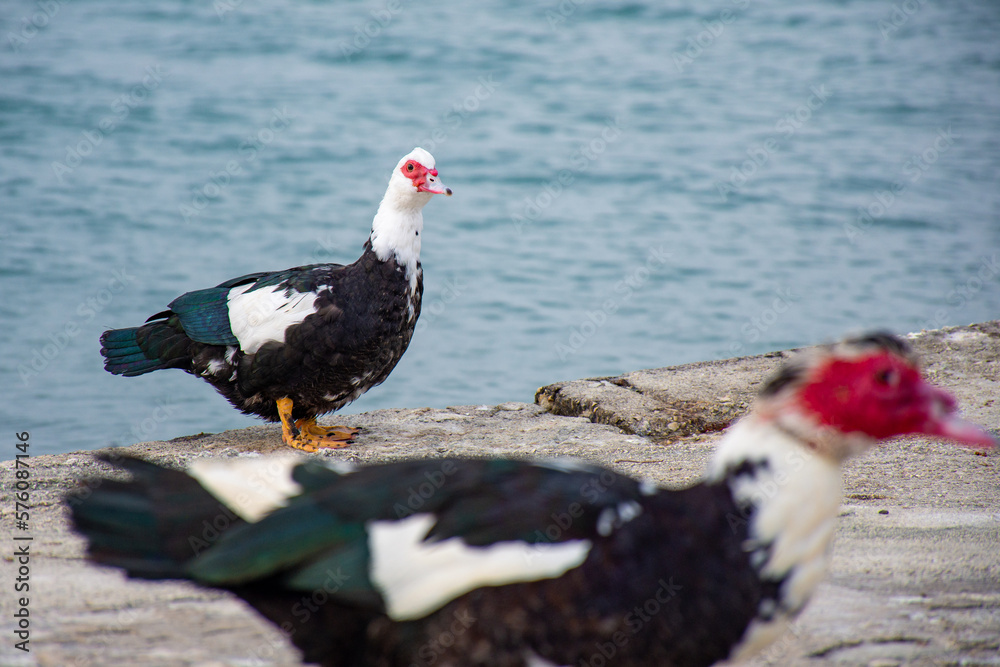 Beautiful Gooses in kerkyra, corfu island, Greece Beautiful Gooses in kerkyra, corfu island, Greece