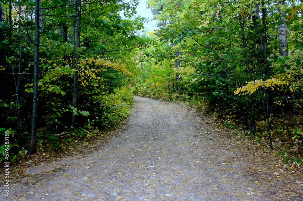 Obraz premium Woodland Path