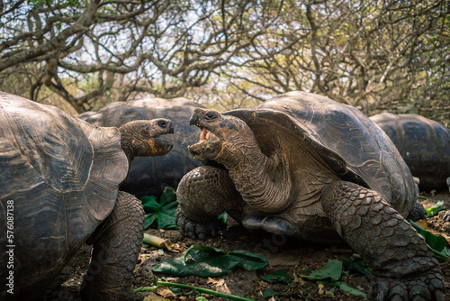 Two Giant Galapagos Tortoise eating 