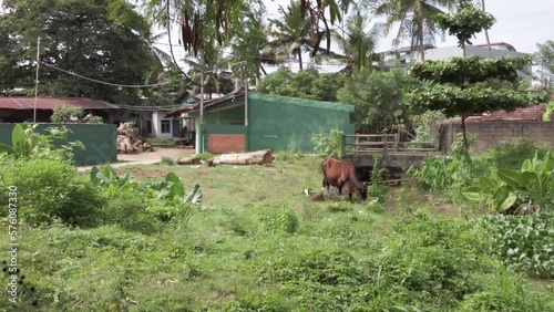 Brown cow eating and ruminating on a beautiful spring meadow in south sri lanka. Dairy cow standing and walking in a fresh green grass on a cloudy day. Cow grazing, outdoor farming in Matara. 4k