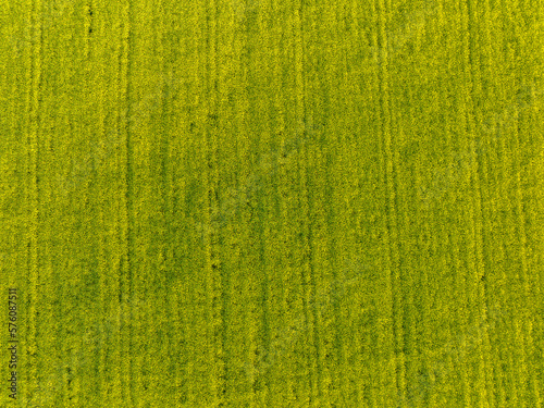 Aerial view of rapeseed field in blossom. Yellow flowers on agricultural field.