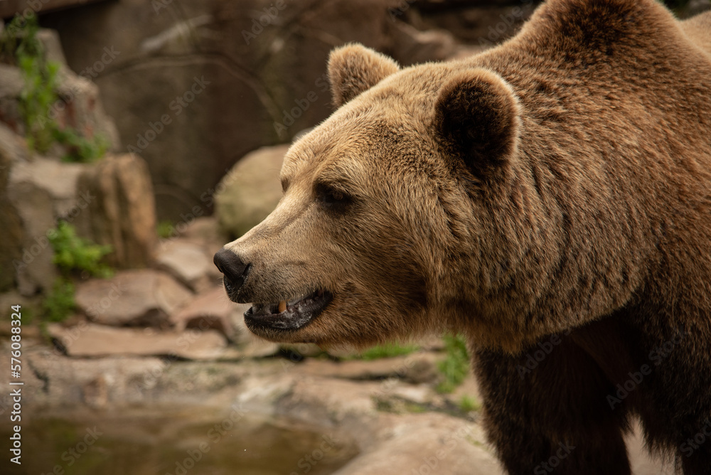 A large brown bear with an open mouth is looking somewhere.