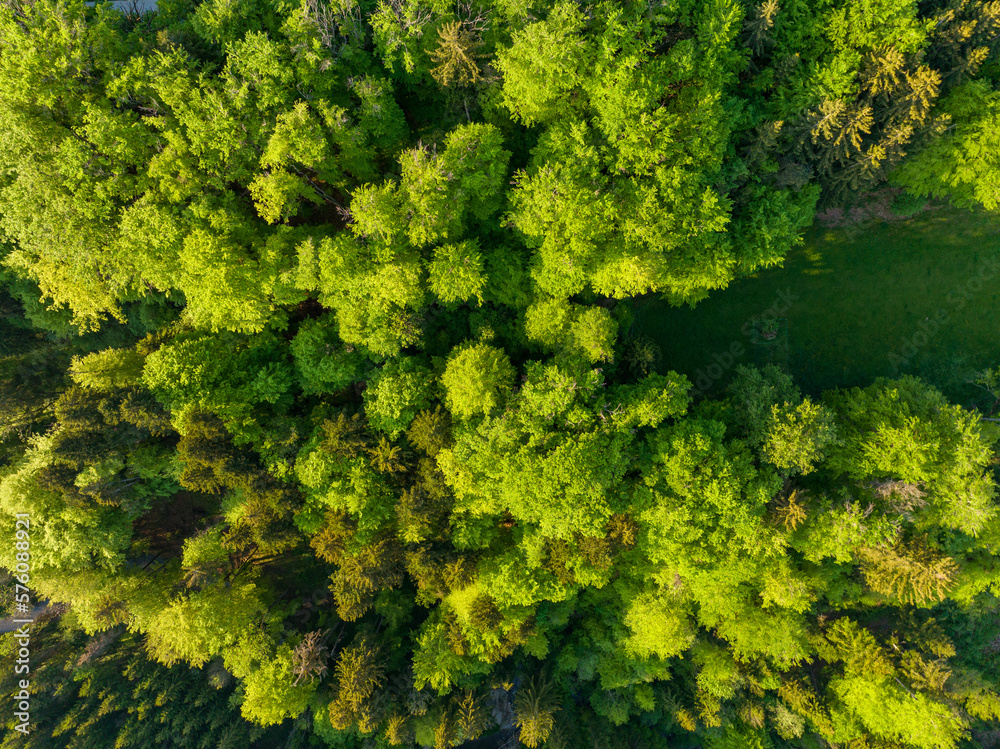 Aerial view of forest canopy with green trees in sunlight.