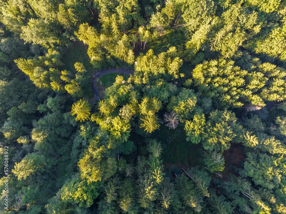 Aerial view of forest canopy with green trees in sunlight. Aerial view of forest canopy with green trees in sunlight.