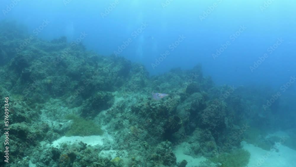Cuttles Fish Swimming Towards Rocks In Tranquil Sea - Oranjestad, Sint Eustatius Cuttles Fish Swimming Towards Rocks In Tranquil Sea - Oranjestad, Sint Eustatius