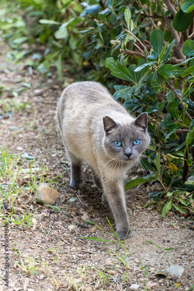 Fototapeta premium Pretty siamese cat with blue eyes, walking looking at camera