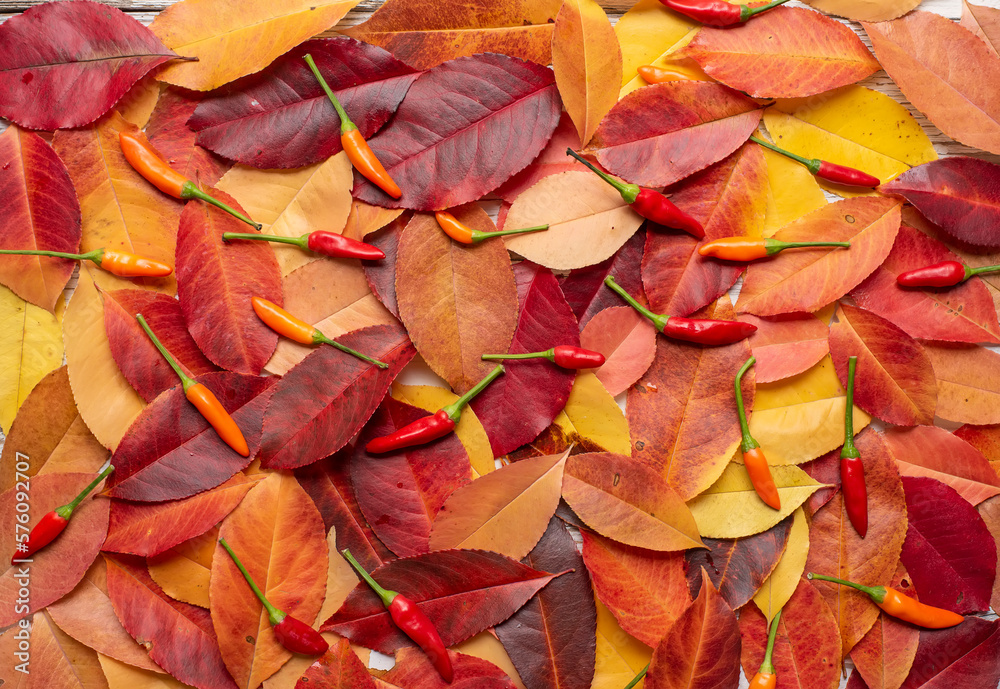 Background group autumn red and yellow leaves and hot peppers. Floral background. Leaves pattern background. Natural background and wallpaper. Background group autumn red and yellow leaves and hot peppers. Floral background. Leaves pattern background. Natural background and wallpaper.