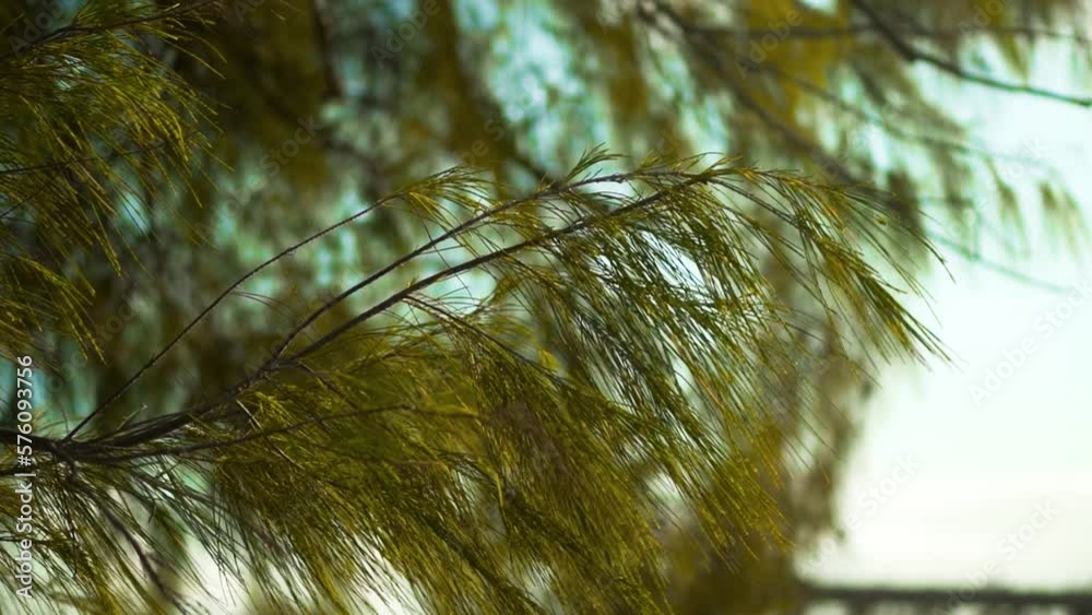 Ramas y hojas de un árbol de pino
