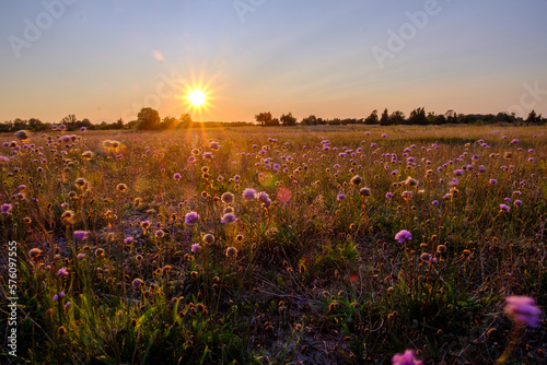 Fototapeta Naklejka Na Ścianę i Meble -  Sommersonne