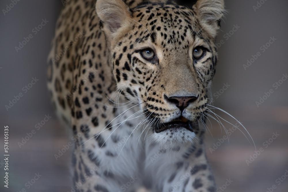 Naklejka premium Leopard