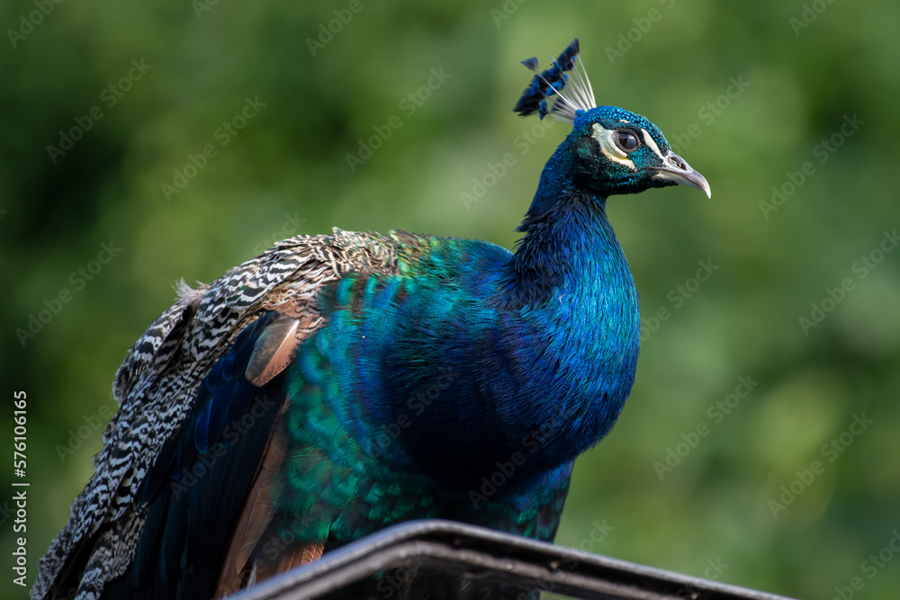 Fototapeta premium Pfau