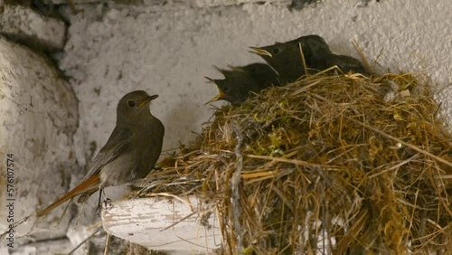 Black Redstart (Phoenicurus ochruros) bringing insects to her chicks at the nest in a stable.