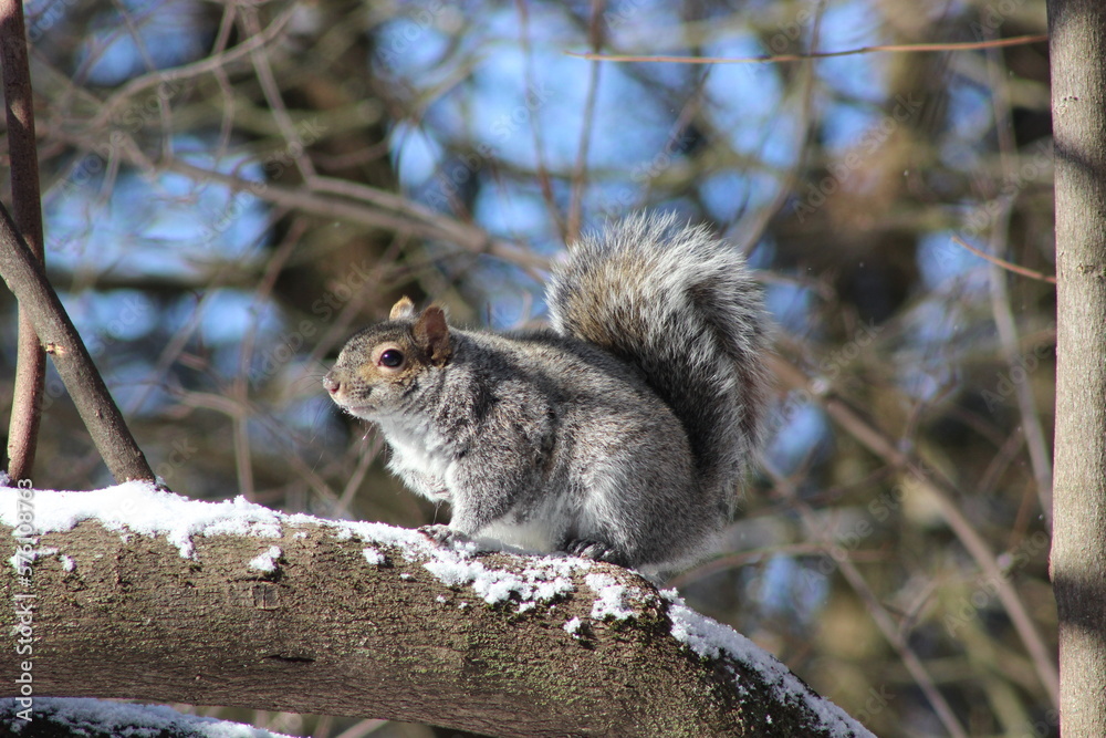 Squirrel on a tree in winter Squirrel on a tree in winter