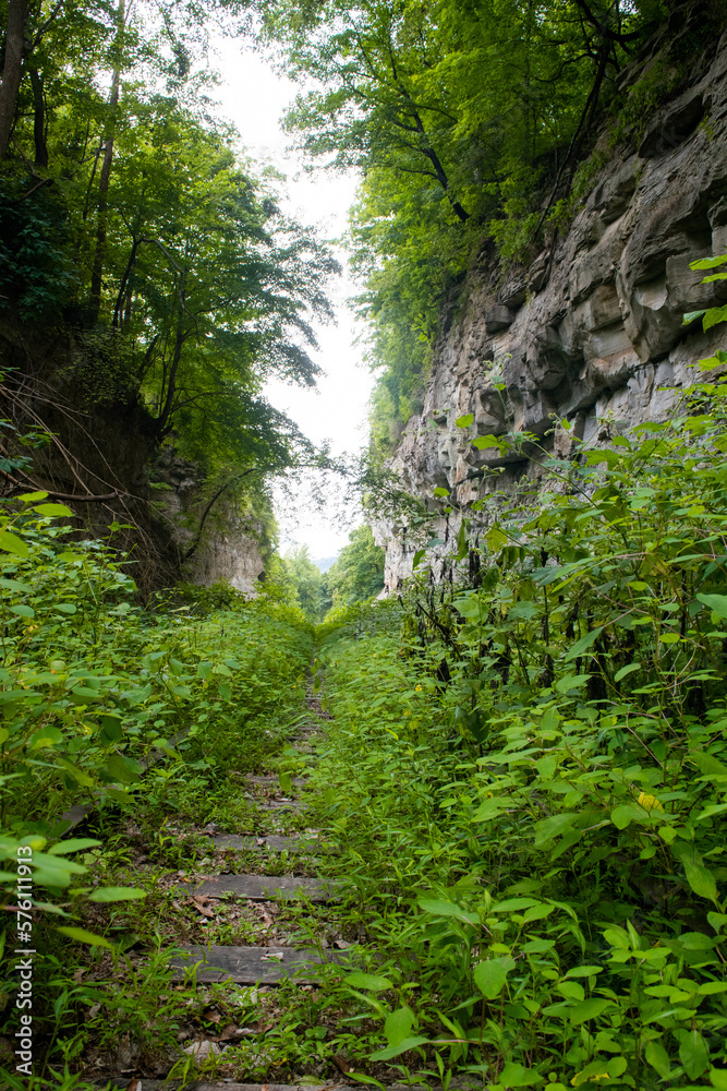 Fototapeta premium overgrown railway in the woods