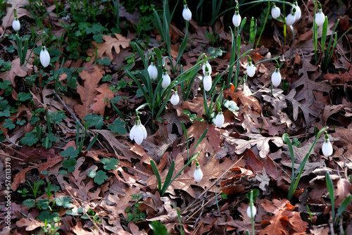 White snowdrop flowers in the forest