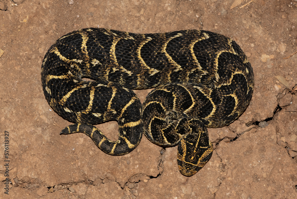 Fototapeta premium Puff Adder (Bitis arietans)