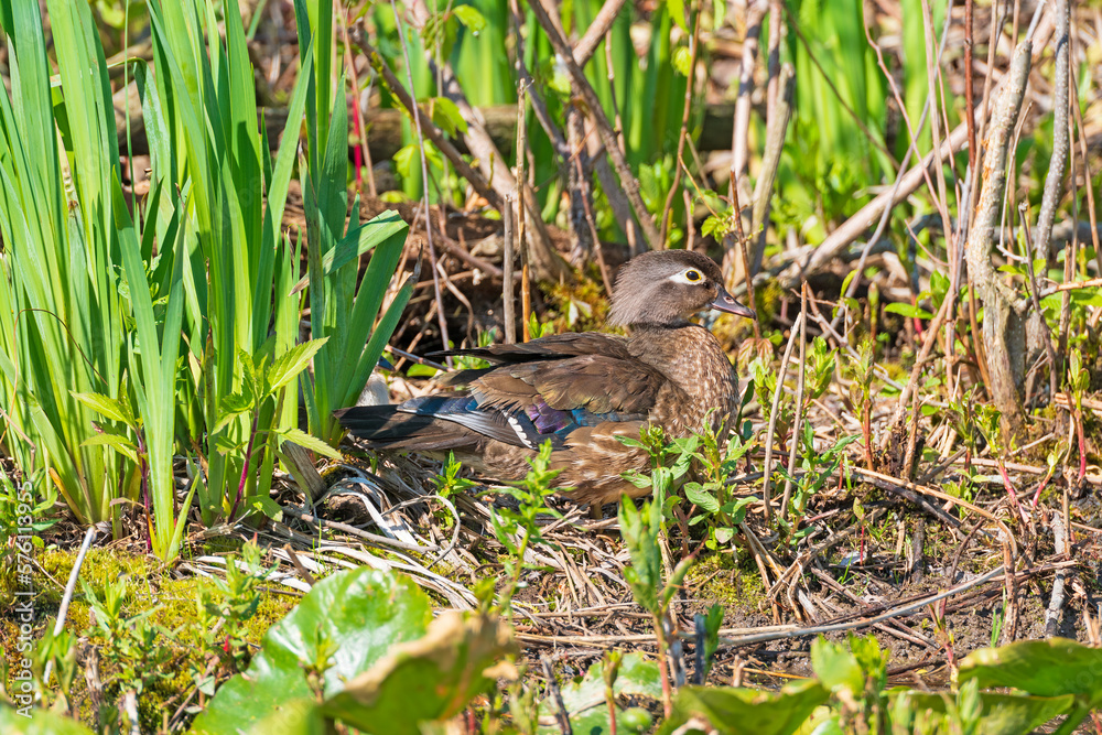 Female Wood Duck Sitting on Her Nest Female Wood Duck Sitting on Her Nest