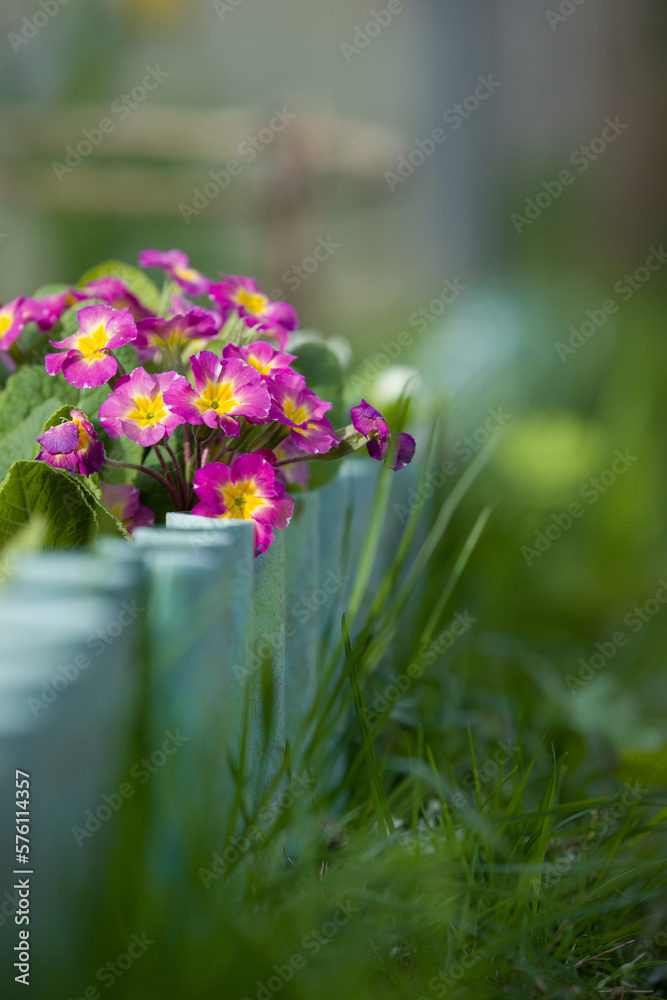 Delicate purple Primula primrose on garden bed. Natural, soft and selective focus.