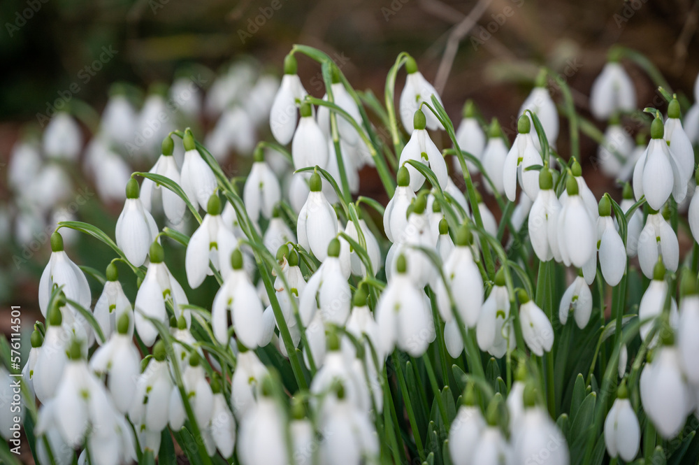 Obraz premium Snowdrops in the forest in the early spring. Wild flowers on the meadow.