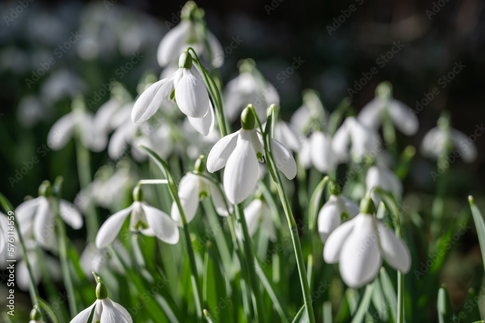 Сommon snowdrop (Galanthus nivalis) flowers. Сommon snowdrop (Galanthus nivalis) flowers.