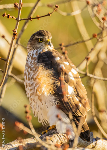 Juvenile Sharp-shinned Hawk in a tree in spring