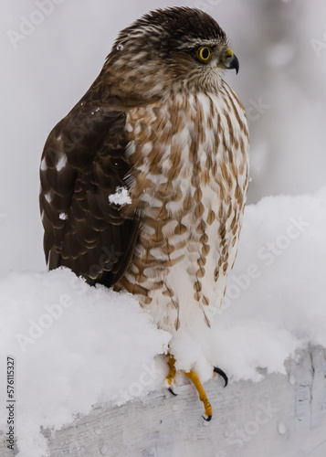 Juvenile Sharp-shinned hawk in snow