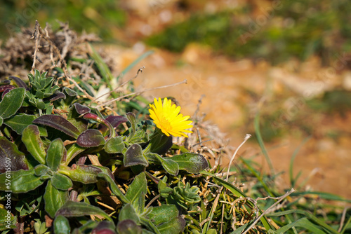 Yellow flower between green leaves