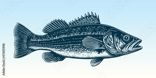 Hand drawn sea bass fish illustration. Woodcut engraved style etching vector EPS 10