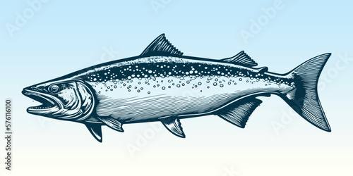 Hand drawn salmon trout fish illustration. Woodcut engraved style etching vector EPS 10