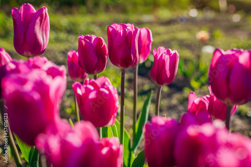 Pink purple flag tulips growing in spring garden. Flowers blooming outdoors at sunset