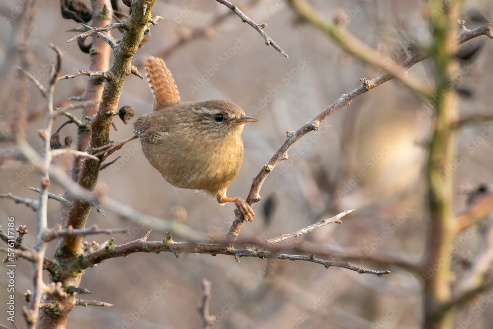 Eurasian wren (Troglodytes troglodytes) balancing on a branch in the morning light. Eurasian wren (Troglodytes troglodytes) balancing on a branch in the morning light.