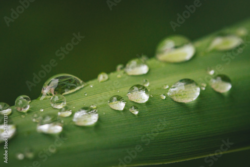 Close up of a few dew or rain drops on a grean leaf with blurry background