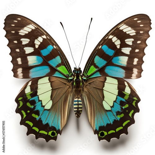Common Jay Graphium doson Butterfly photo