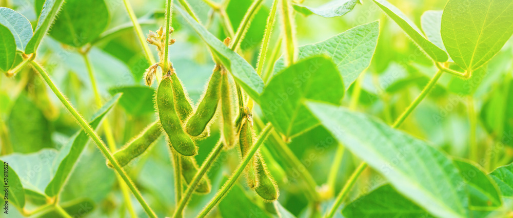 Unripe green pods of soybeans on the stems of plants growing in an agricultural field in the rays of the dawn sun, background, banner. Selective focus Unripe green pods of soybeans on the stems of plants growing in an agricultural field in the rays of the dawn sun, background, banner. Selective focus