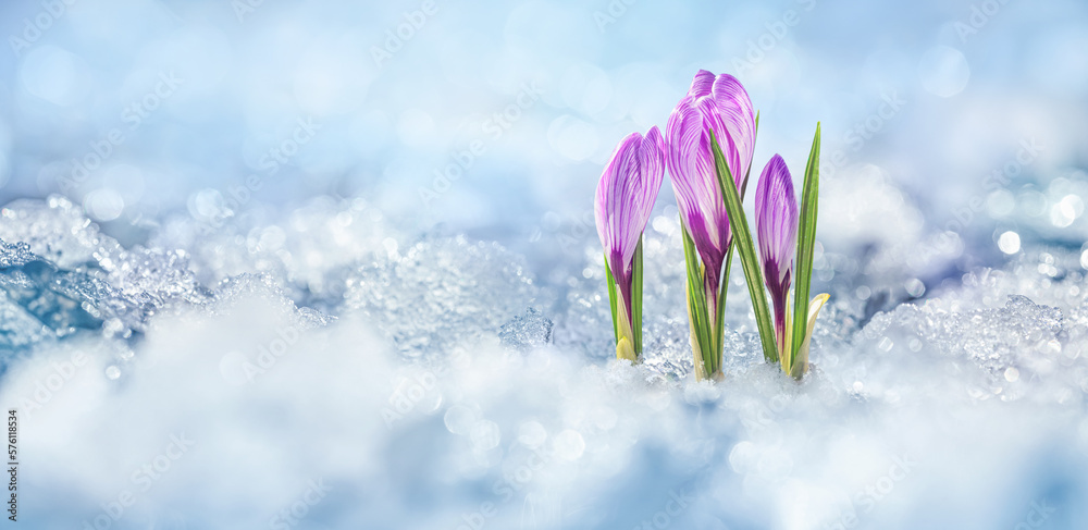 Obraz Crocuses - blooming purple flowers making their way from under the snow in early spring, closeup with space for text fototapeta, plakat