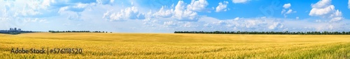 Rural landscape, panorama, banner - field of young wheat in the rays of the summer sun