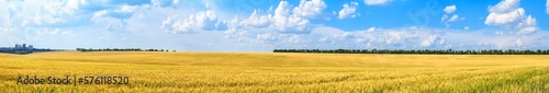 Rural landscape  panorama  banner - field of young wheat in the rays of the summer sun