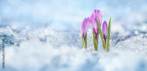 Leinwand Poster Crocuses - blooming purple flowers making their way from under the snow in early