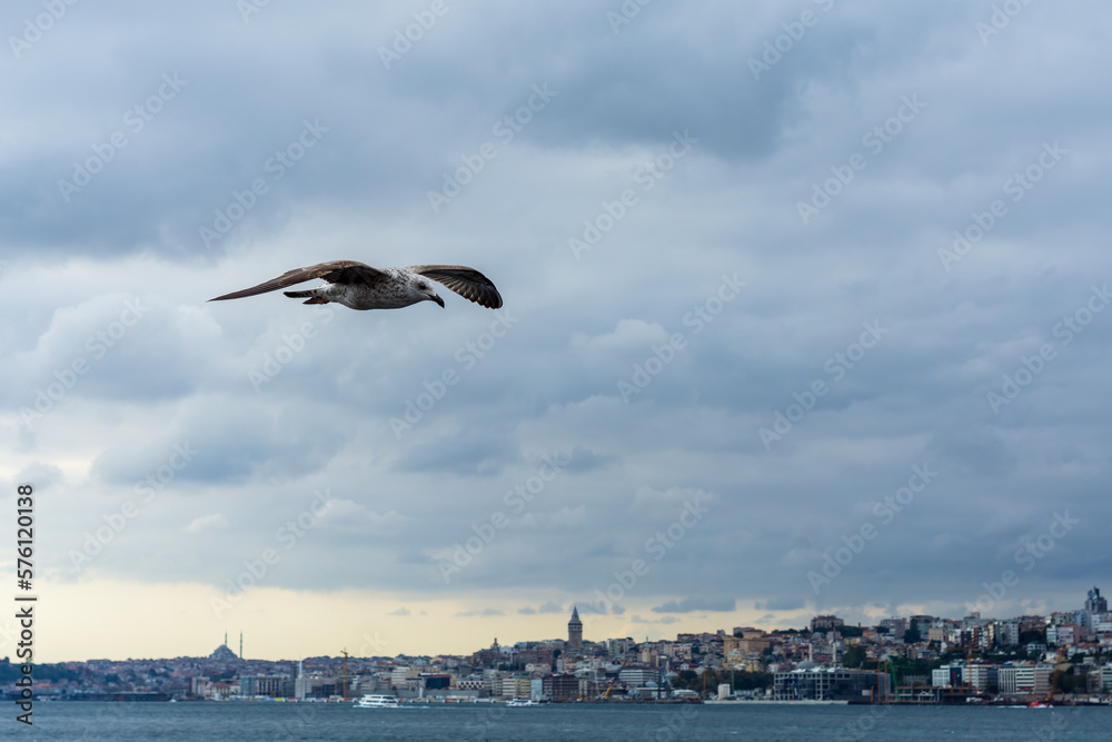 seagull flying over the city
