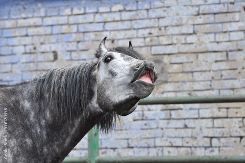 Fototapeta Naklejka Na Ścianę i Meble -  Funny portrait of a snorting horse. Grey horse smiling and looking at the camera