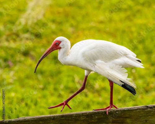 White Ibis walking on a fence rail