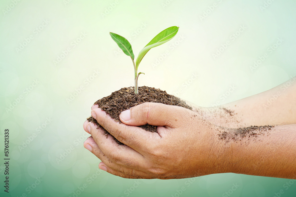 hand holdig big tree growing on green background. eco earth day concept hand holdig big tree growing on green background. eco earth day concept